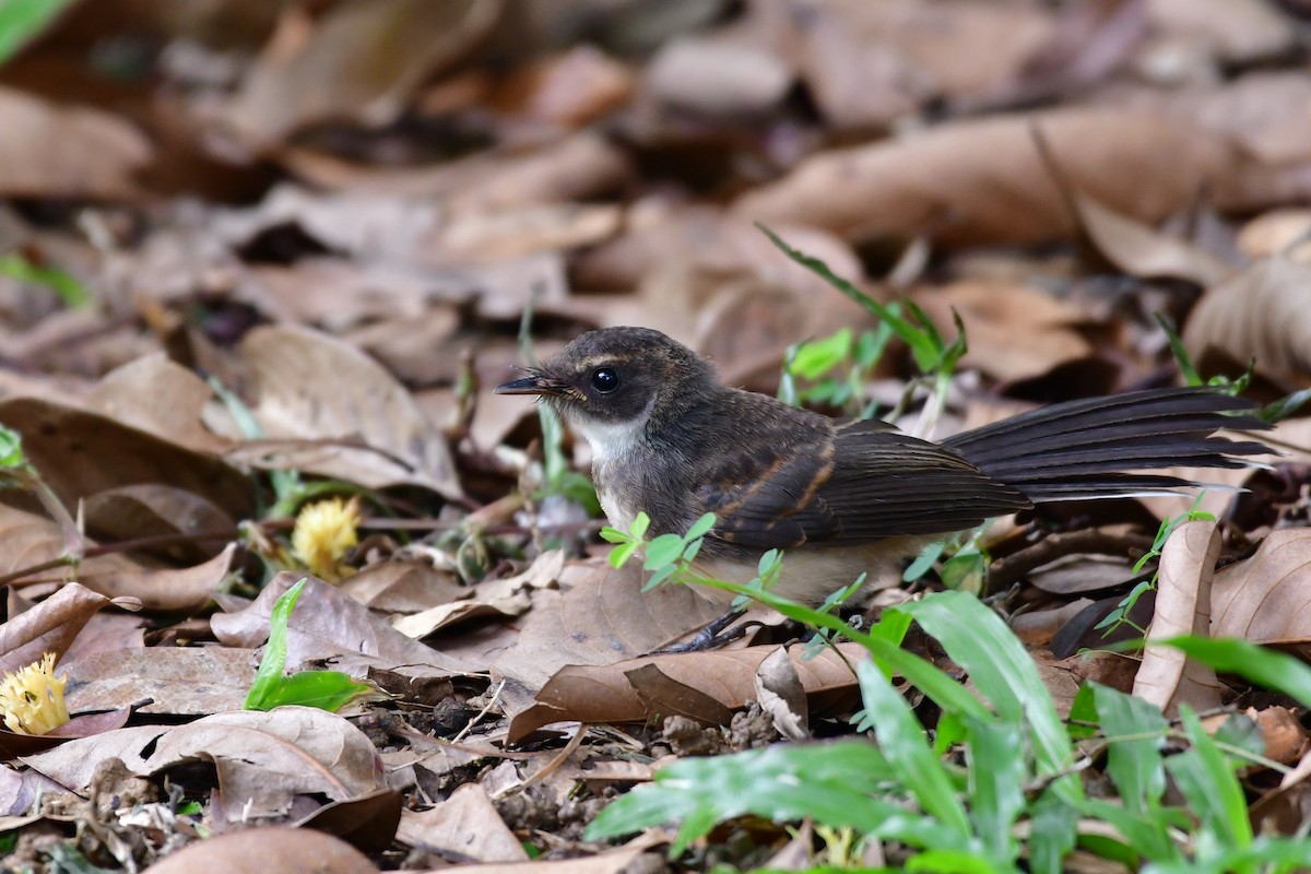 Malaysian Pied-Fantail - ML641543831