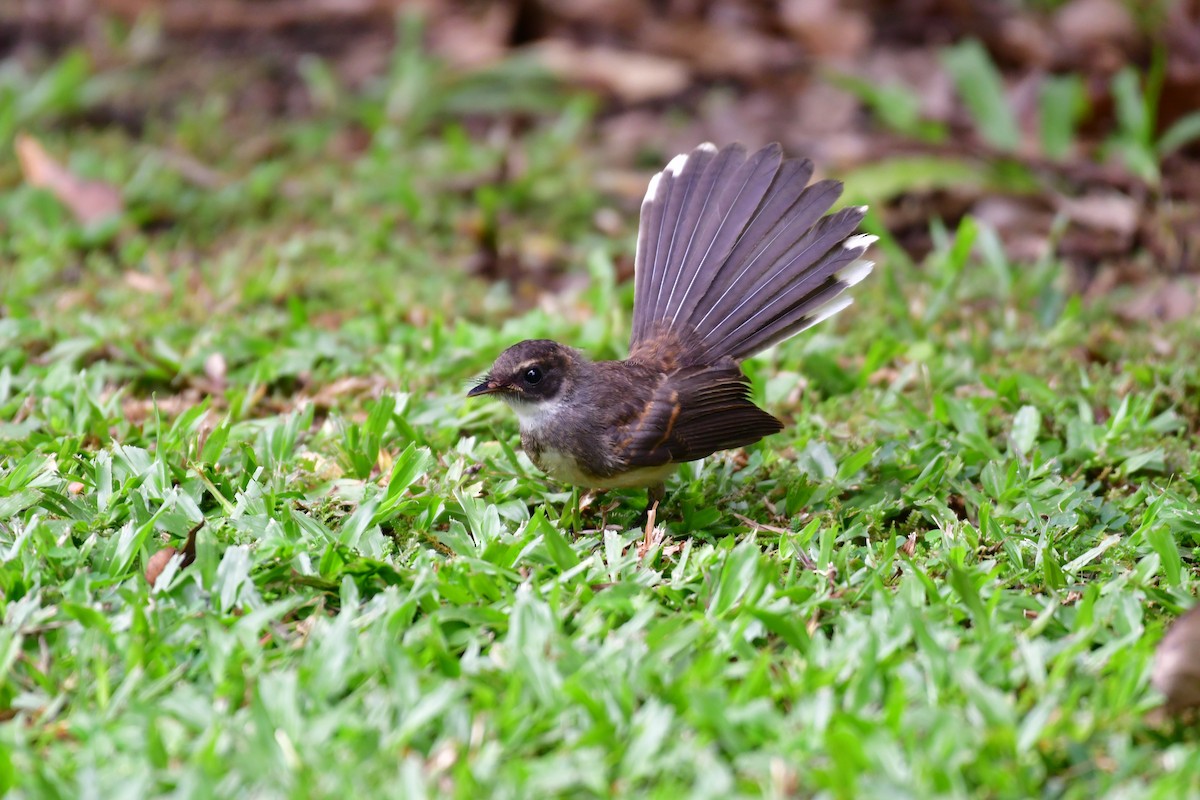 Malaysian Pied-Fantail - ML641543832