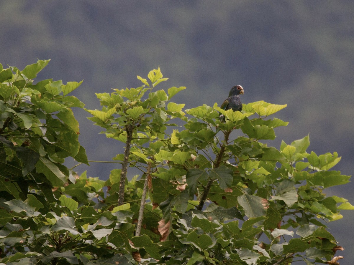 Loro Senil - ML641543836