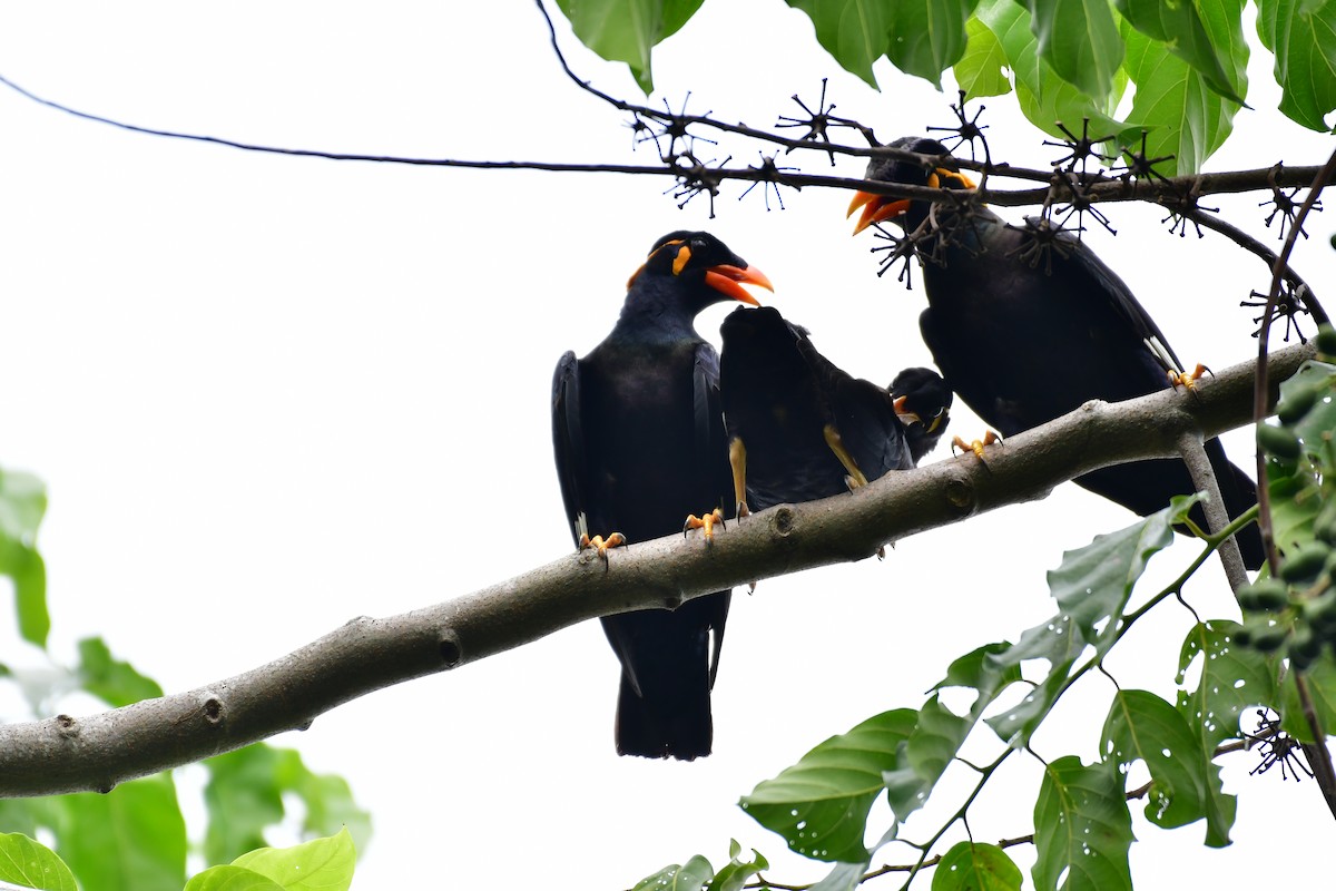 Common Hill Myna - ML641543838