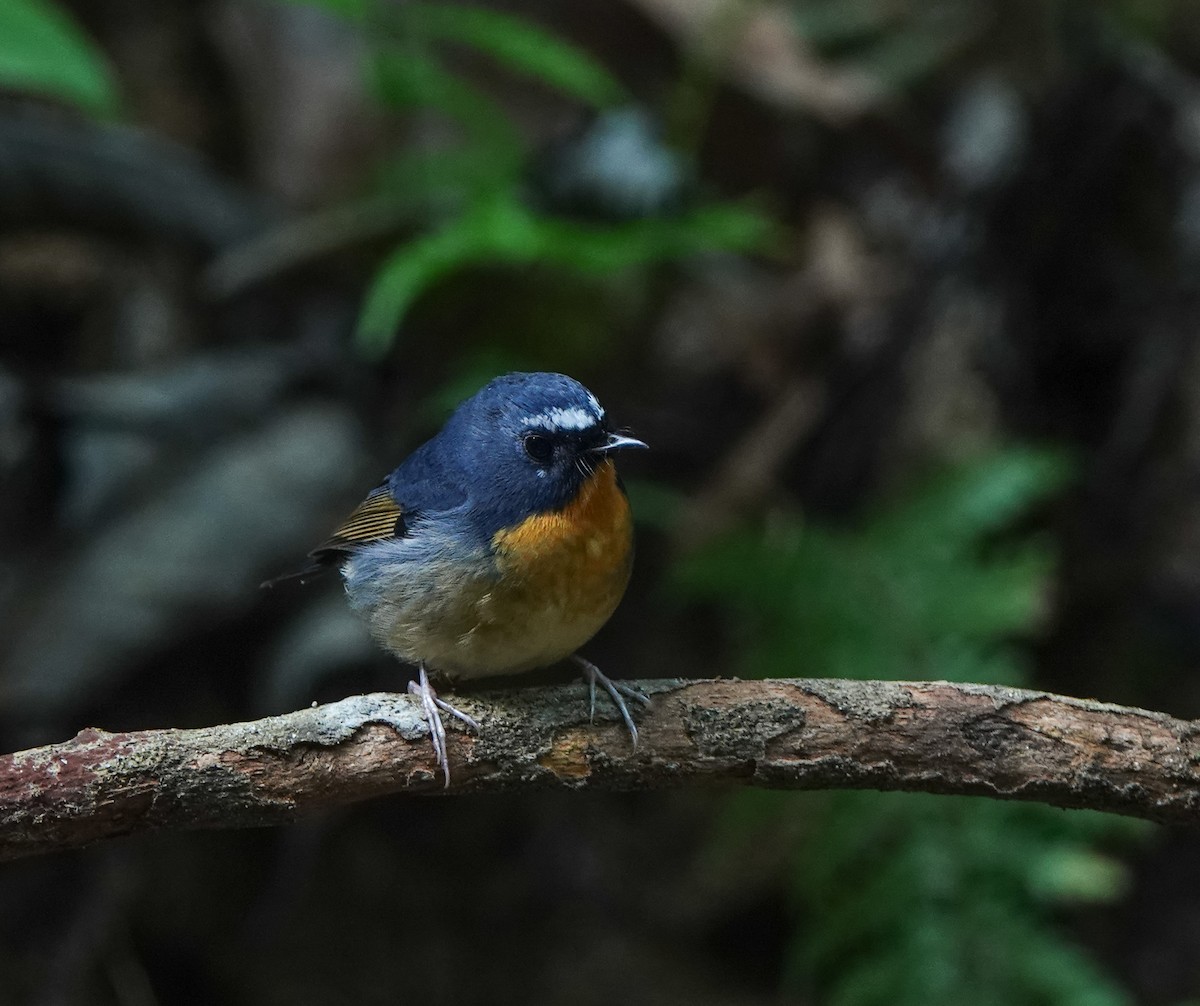 Snowy-browed Flycatcher - ML641543843