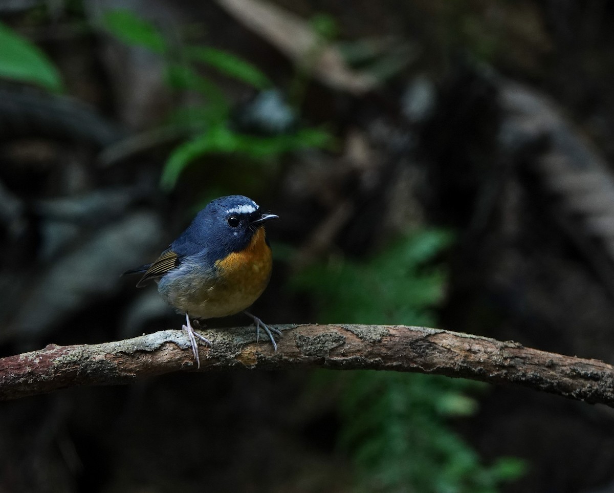 Snowy-browed Flycatcher - ML641543844