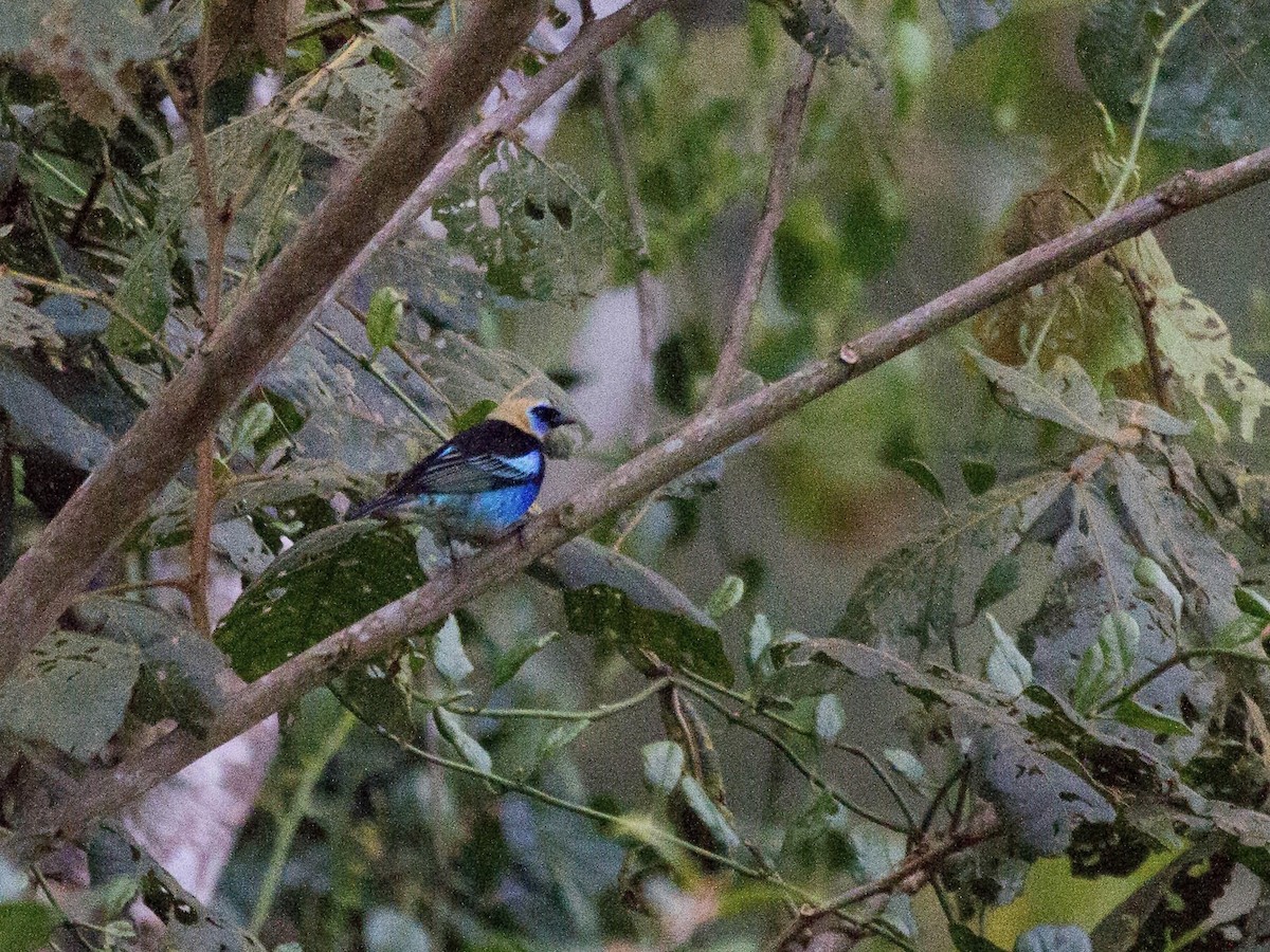 Golden-hooded Tanager - ML641543860
