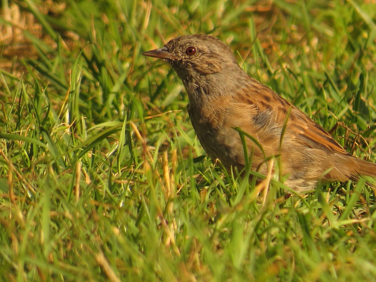 Dunnock - ML641543865