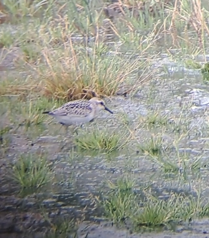 Sanderling - ML641543911