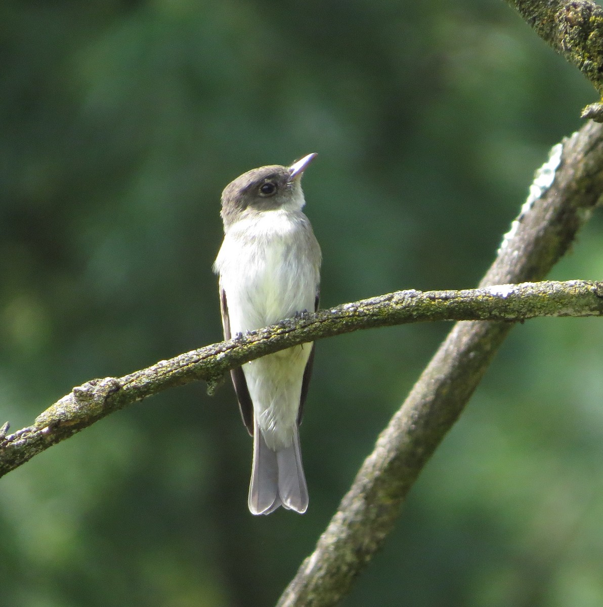 tyranovec východní - ML641543934