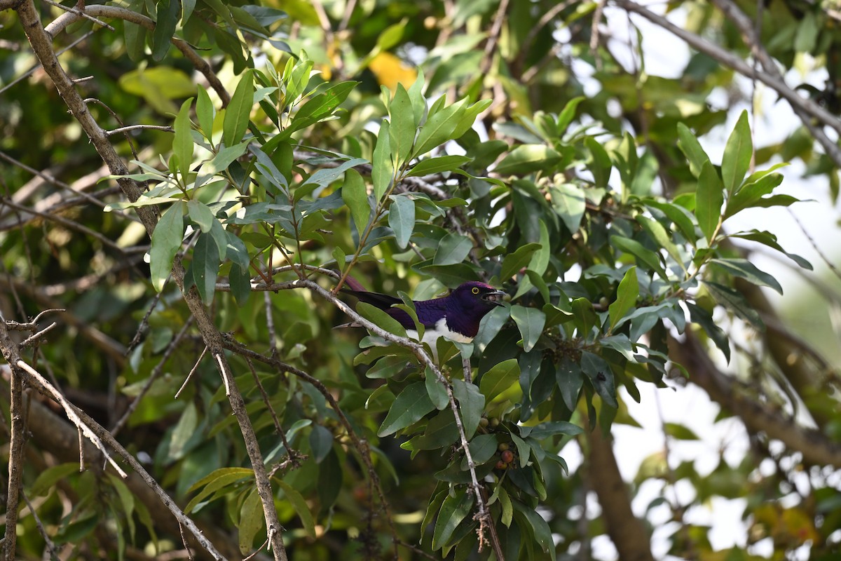 Violet-backed Starling - ML641543944