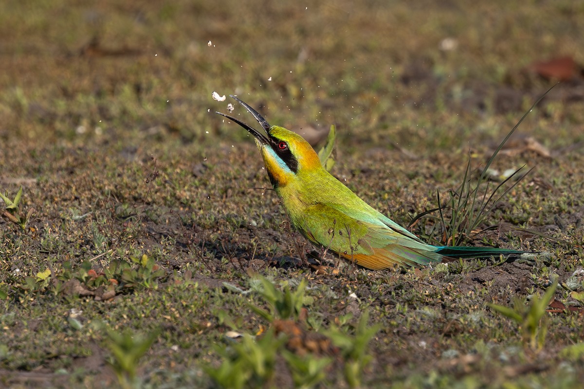 Rainbow Bee-eater - ML641543952