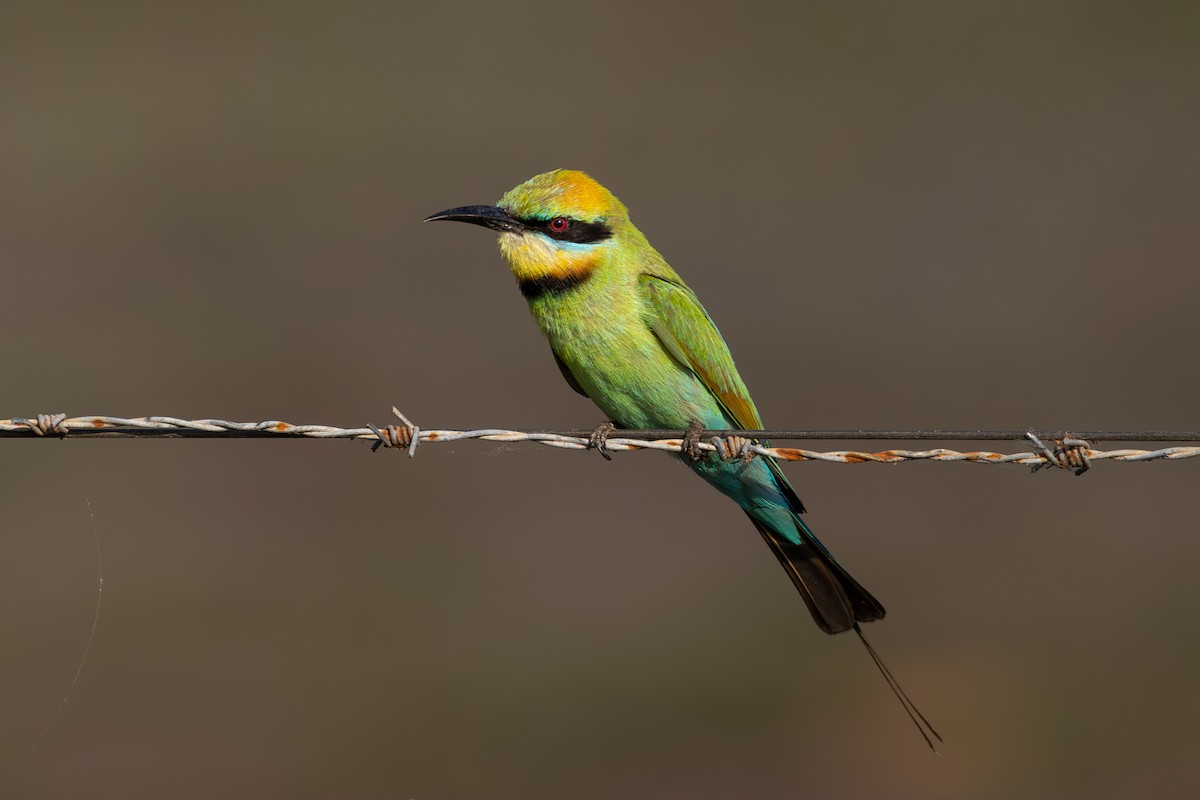 Rainbow Bee-eater - ML641543953