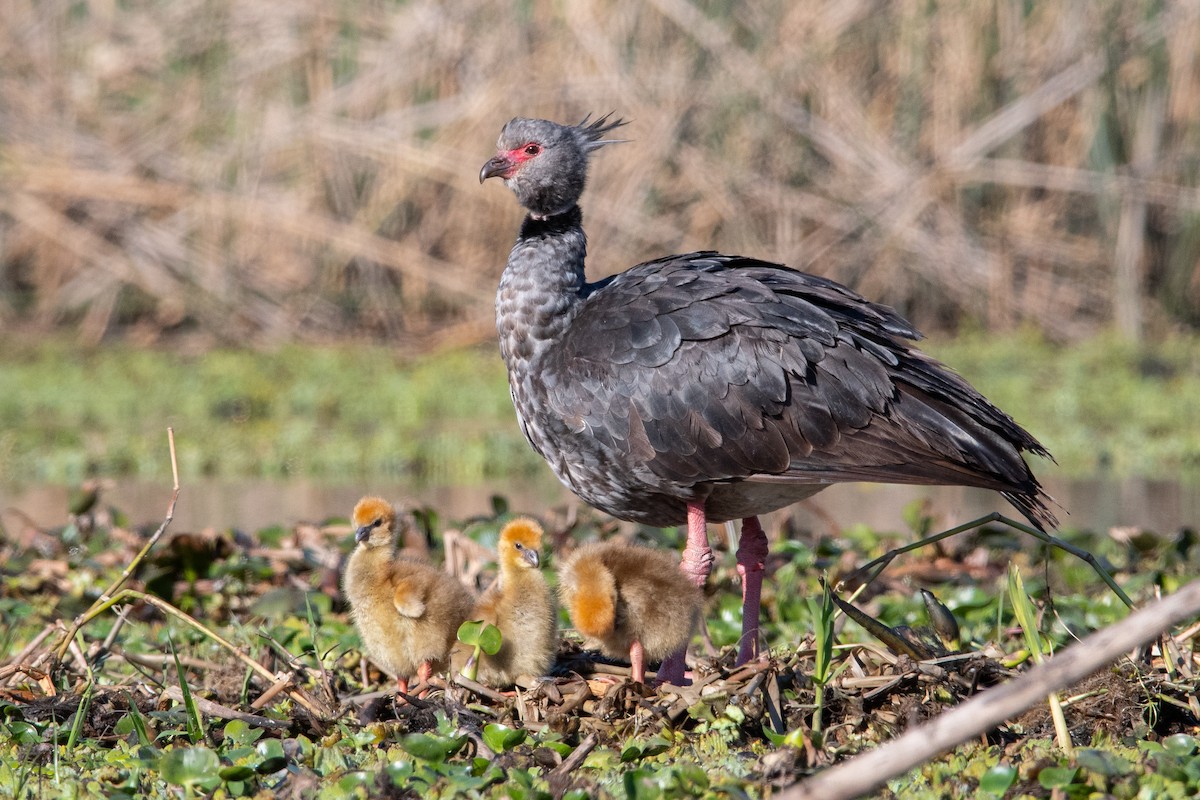 Southern Screamer - ML641543960