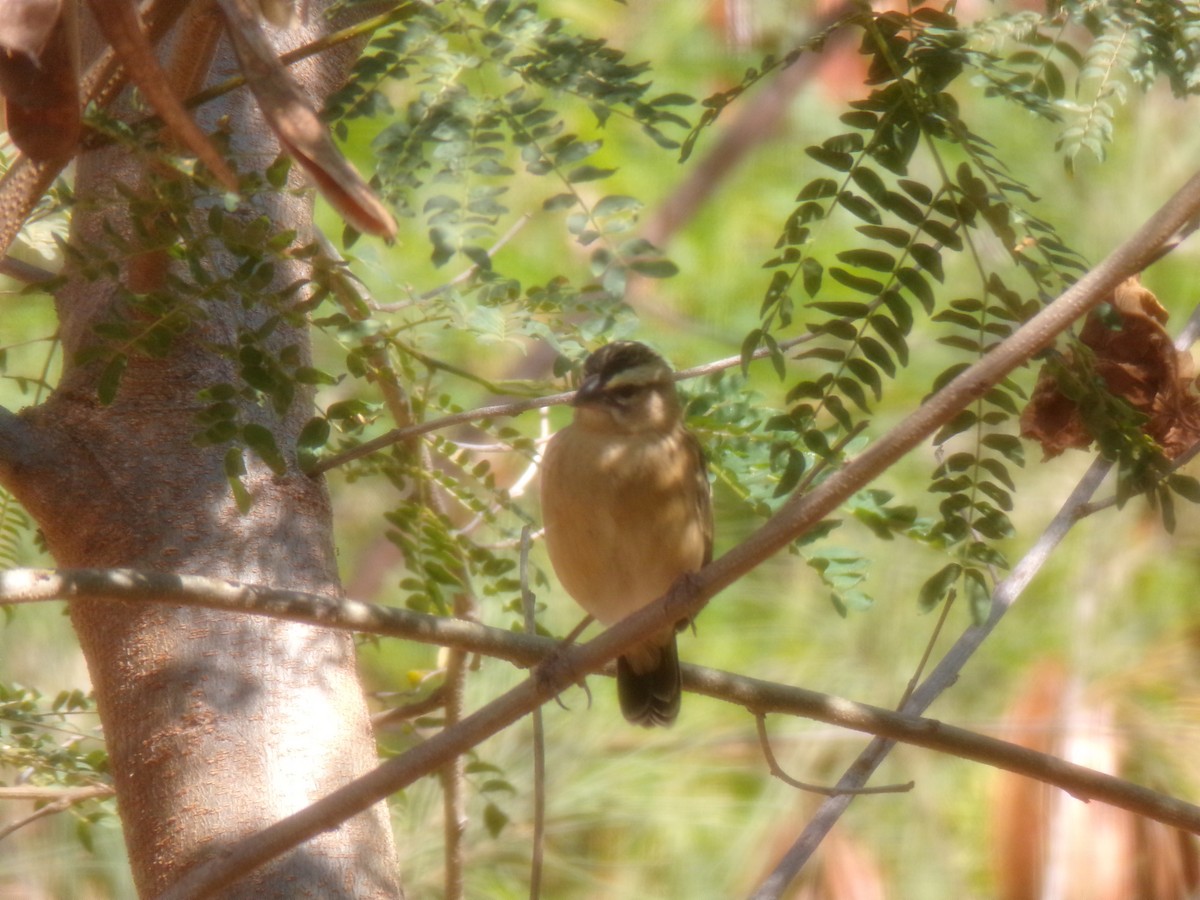 Black Bishop - ML641543995