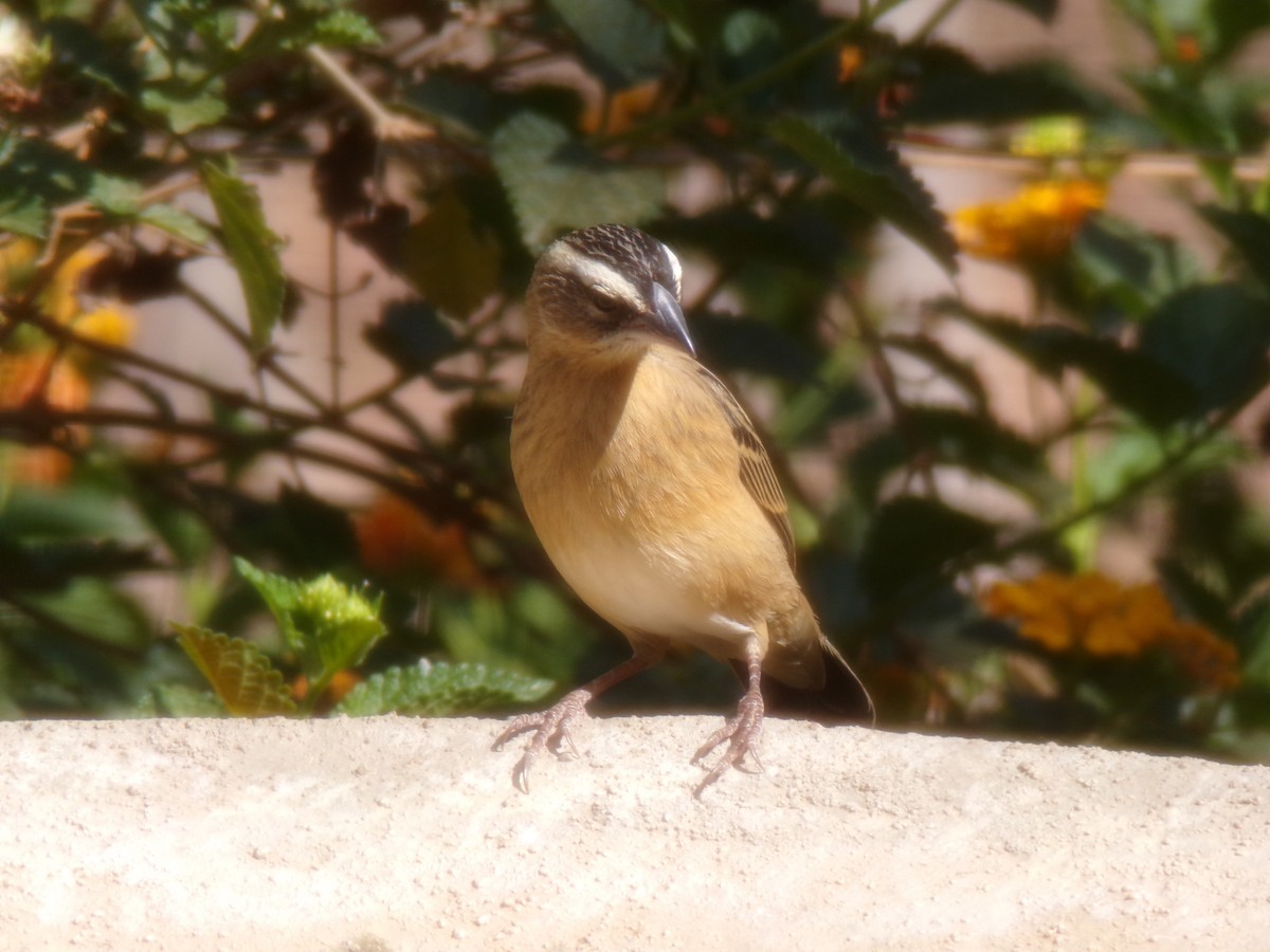 Black Bishop - ML641543996