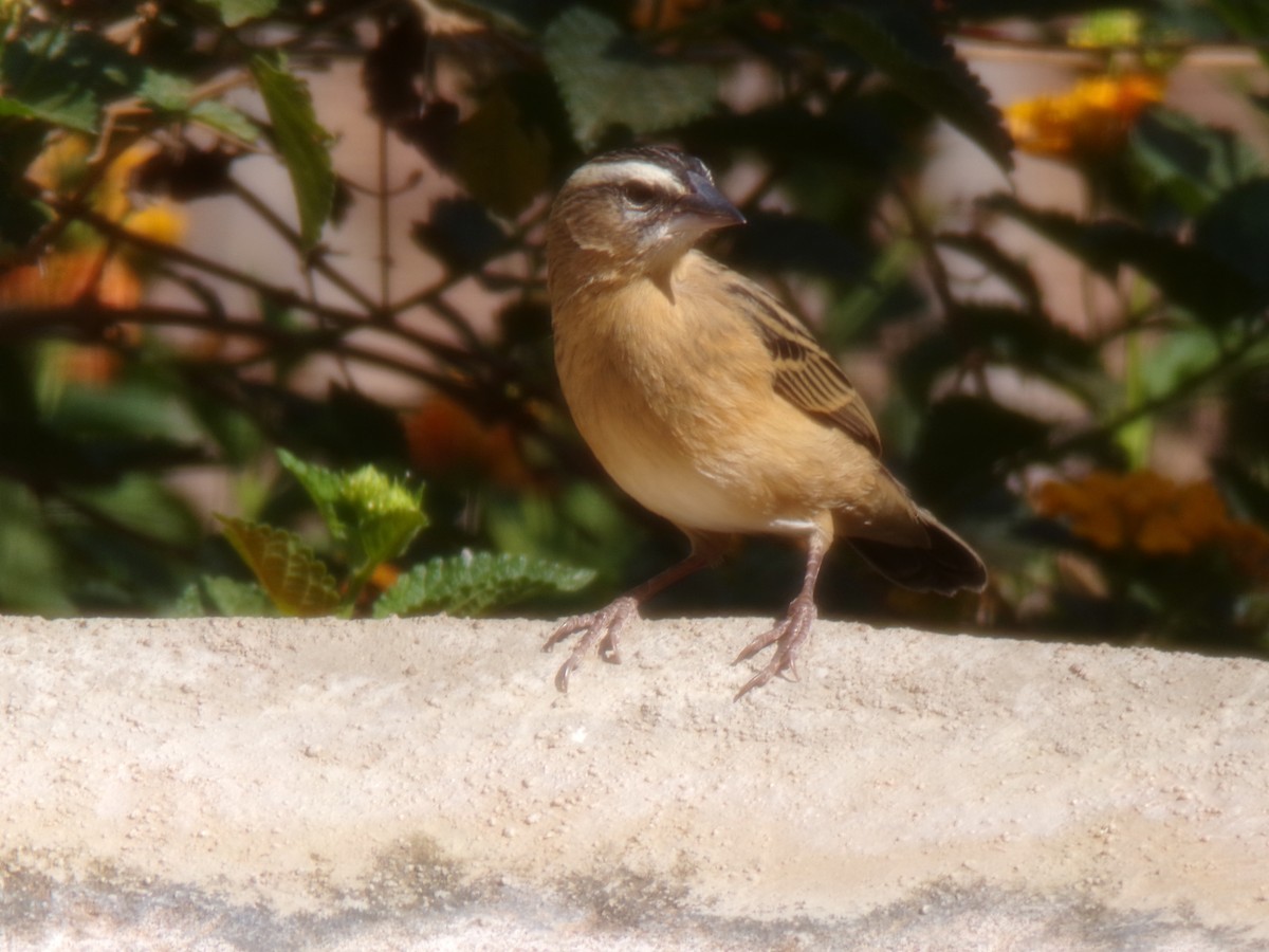 Black Bishop - ML641543997