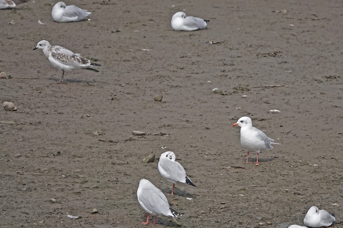 Mediterranean Gull - ML641544007