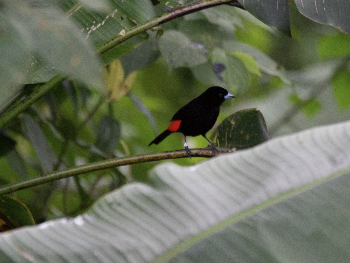 Scarlet-rumped Tanager (Passerini's) - ML641544010