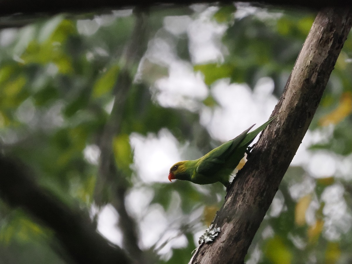 Olive-headed Lorikeet - ML641544033