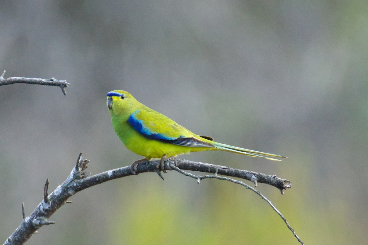 Elegant Parrot - ML641544048