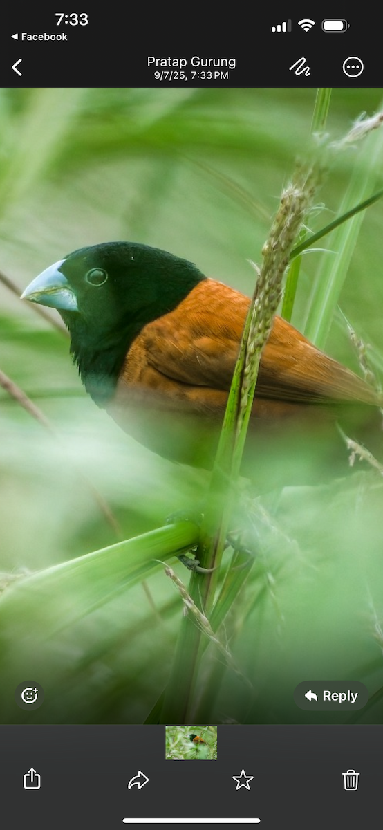 Chestnut Munia - ML641544091