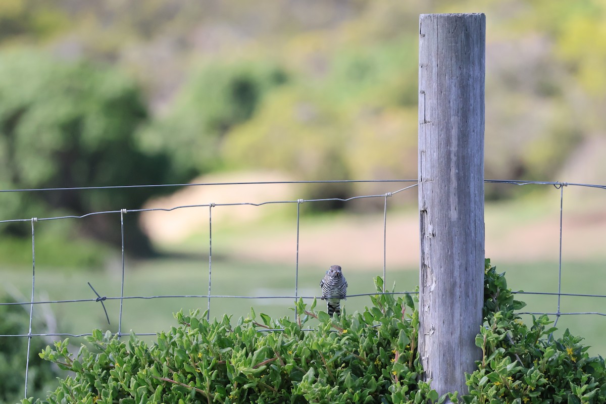 Horsfield's Bronze-Cuckoo - ML641544093
