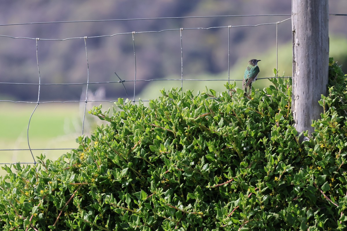Horsfield's Bronze-Cuckoo - ML641544094