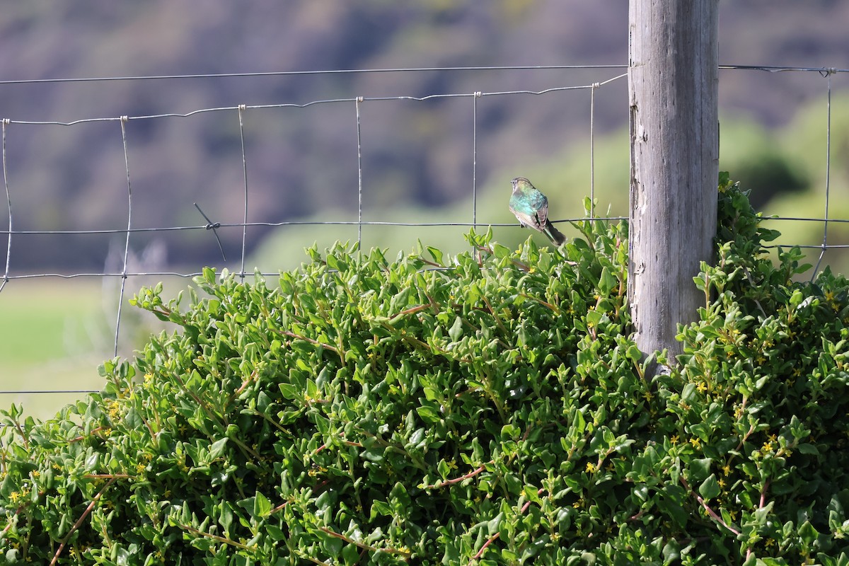 Horsfield's Bronze-Cuckoo - ML641544095