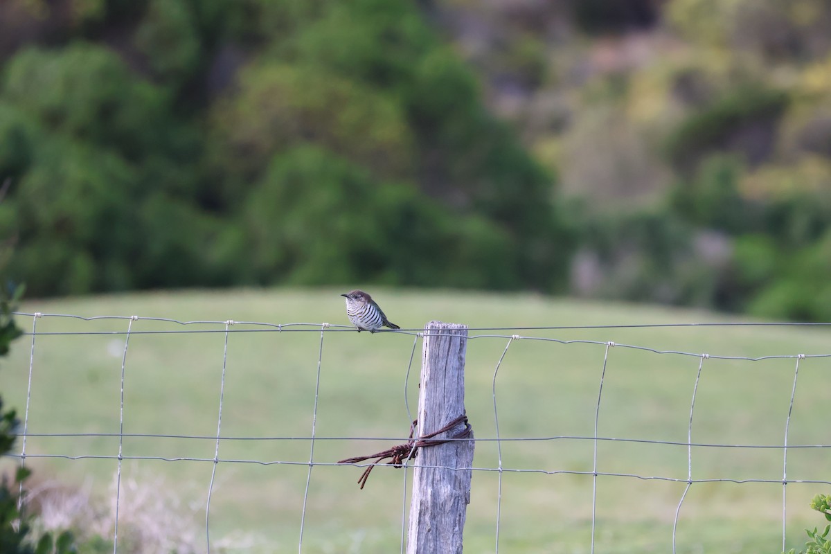 Horsfield's Bronze-Cuckoo - ML641544096