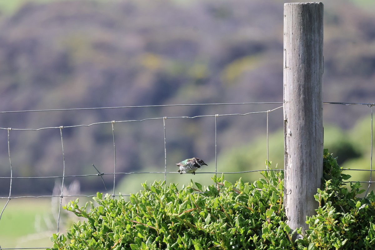 Horsfield's Bronze-Cuckoo - ML641544097