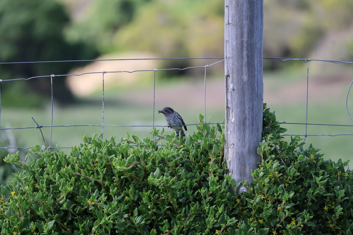 Horsfield's Bronze-Cuckoo - ML641544098