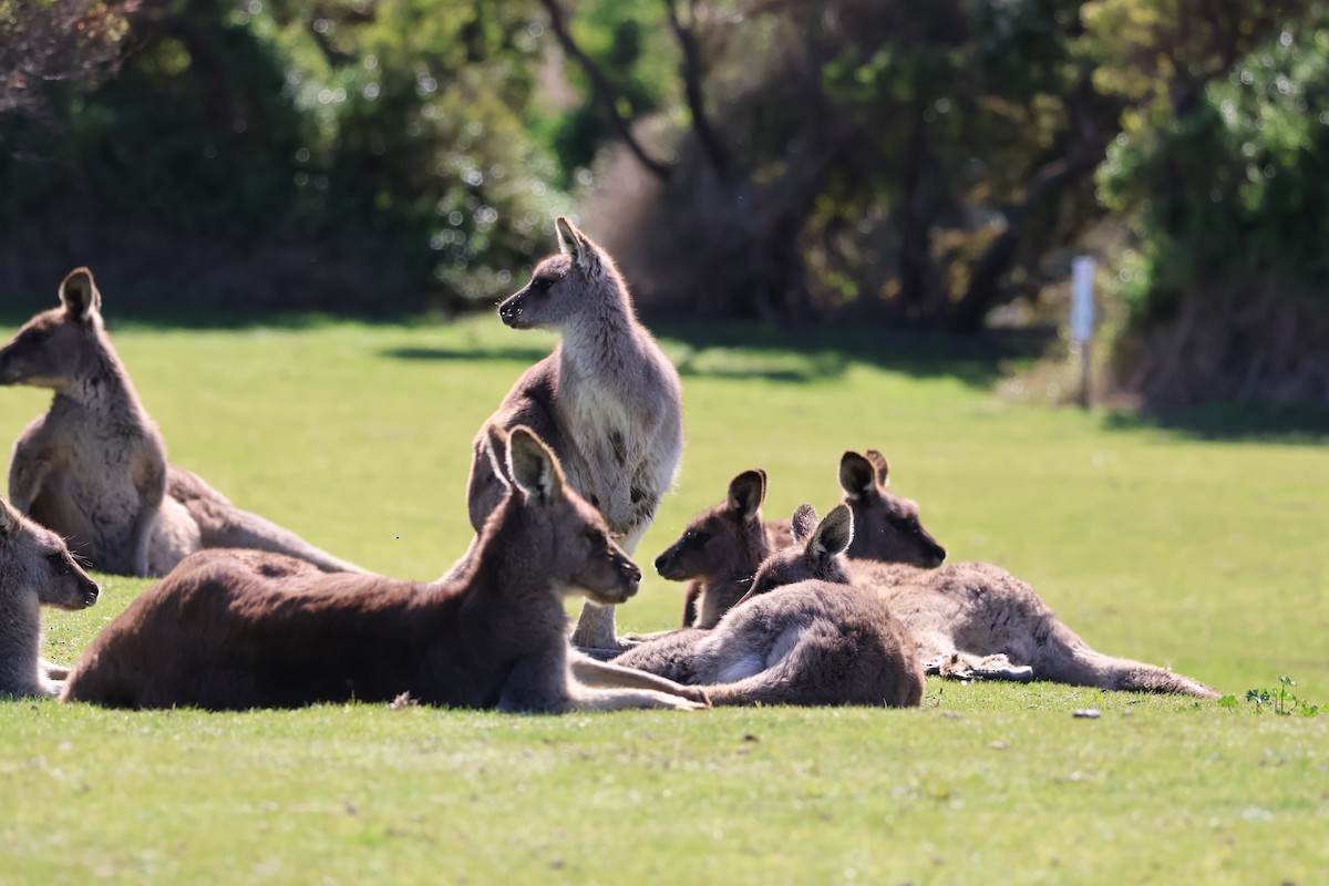 Eastern Grey Kangaroo - ML641544110