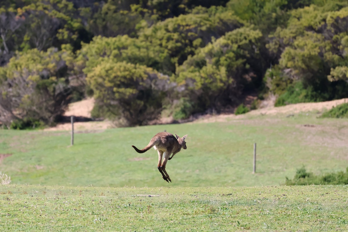 Eastern Grey Kangaroo - ML641544111