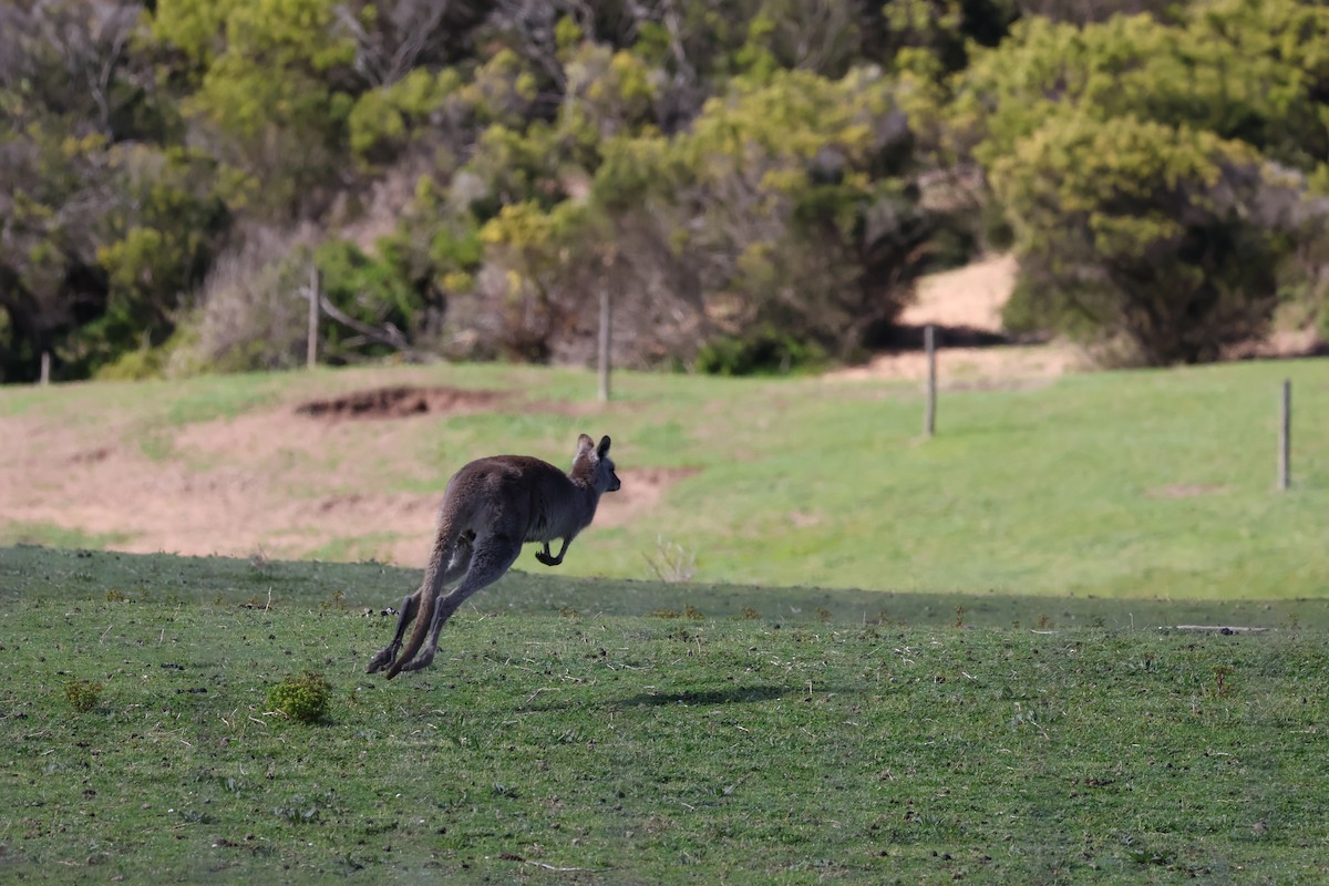 Eastern Grey Kangaroo - ML641544112