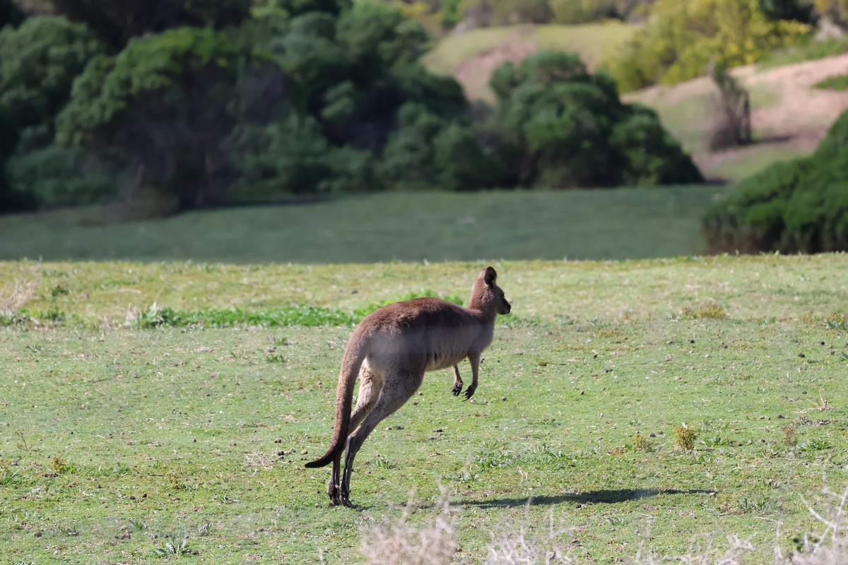 Eastern Grey Kangaroo - ML641544113