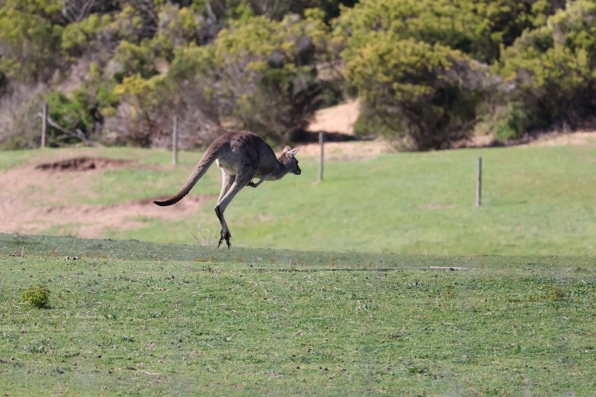 Eastern Grey Kangaroo - ML641544114