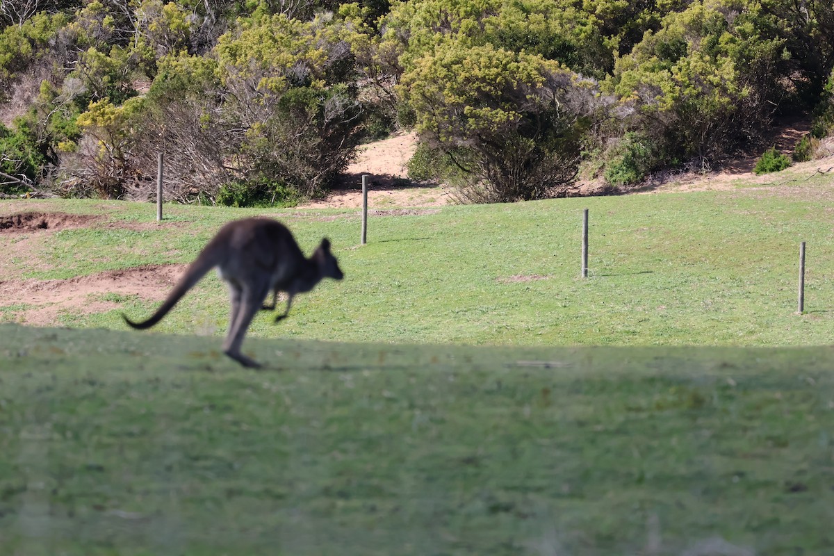 Eastern Grey Kangaroo - ML641544115