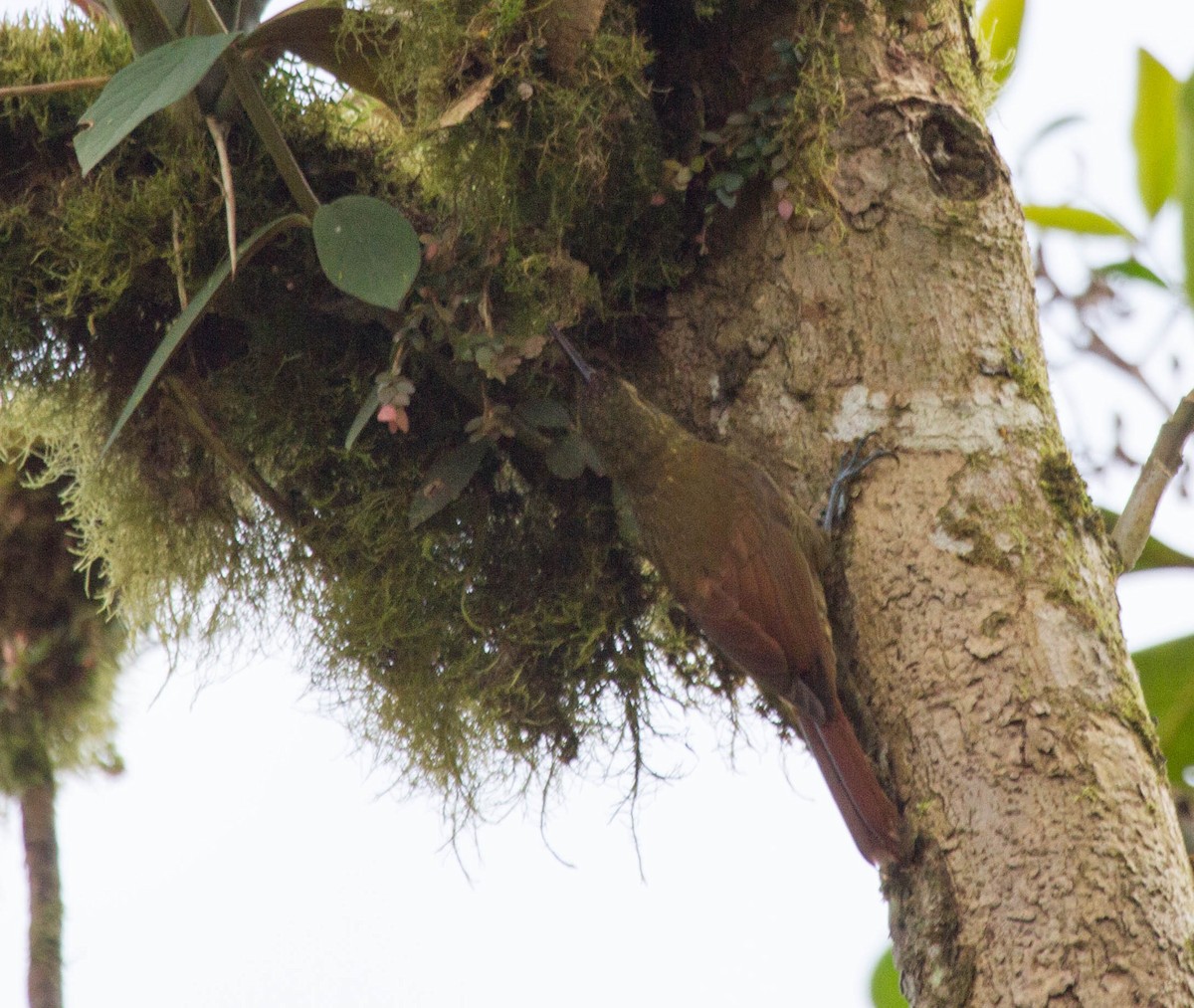 Olivaceous Woodcreeper - ML641544136