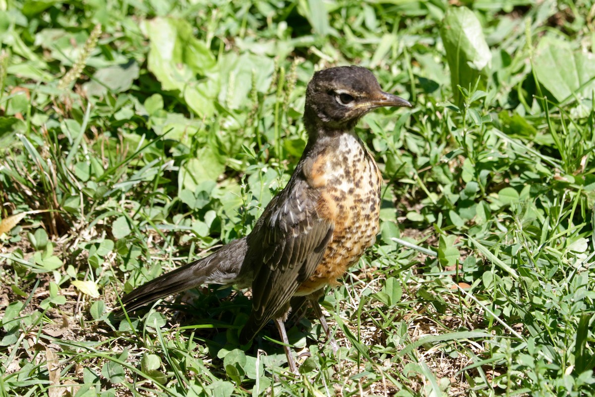 American Robin - ML641544143