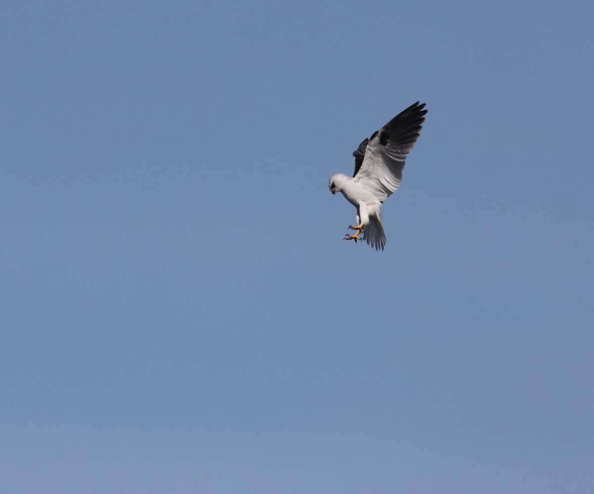 Black-shouldered Kite - ML641544149