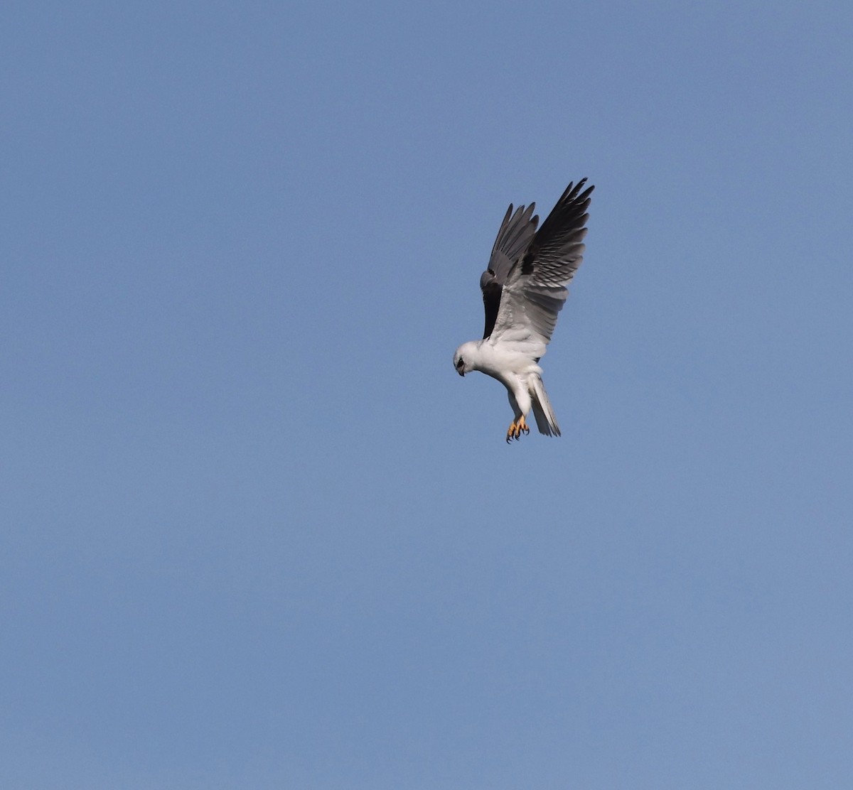 Black-shouldered Kite - ML641544150
