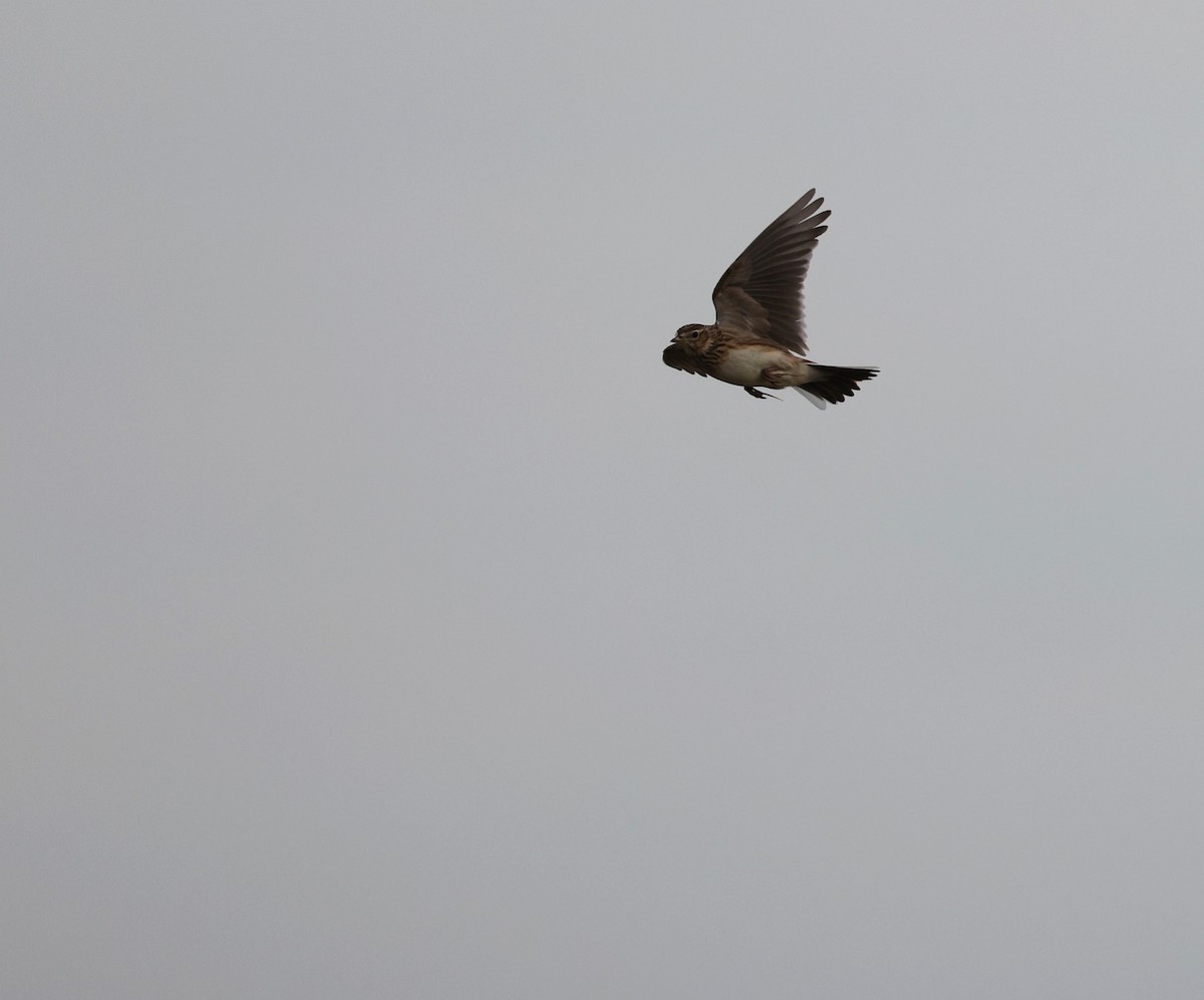 Eurasian Skylark - ML641544162
