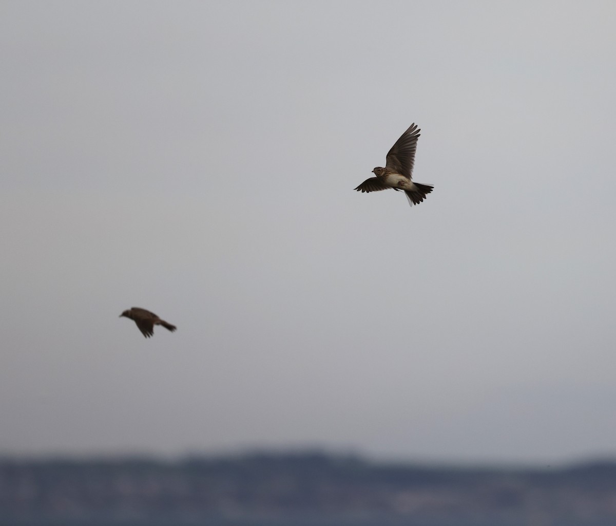 Eurasian Skylark - ML641544163