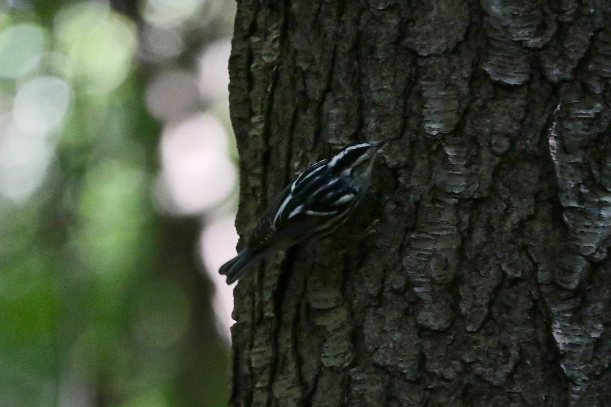 Black-and-white Warbler - ML641544169