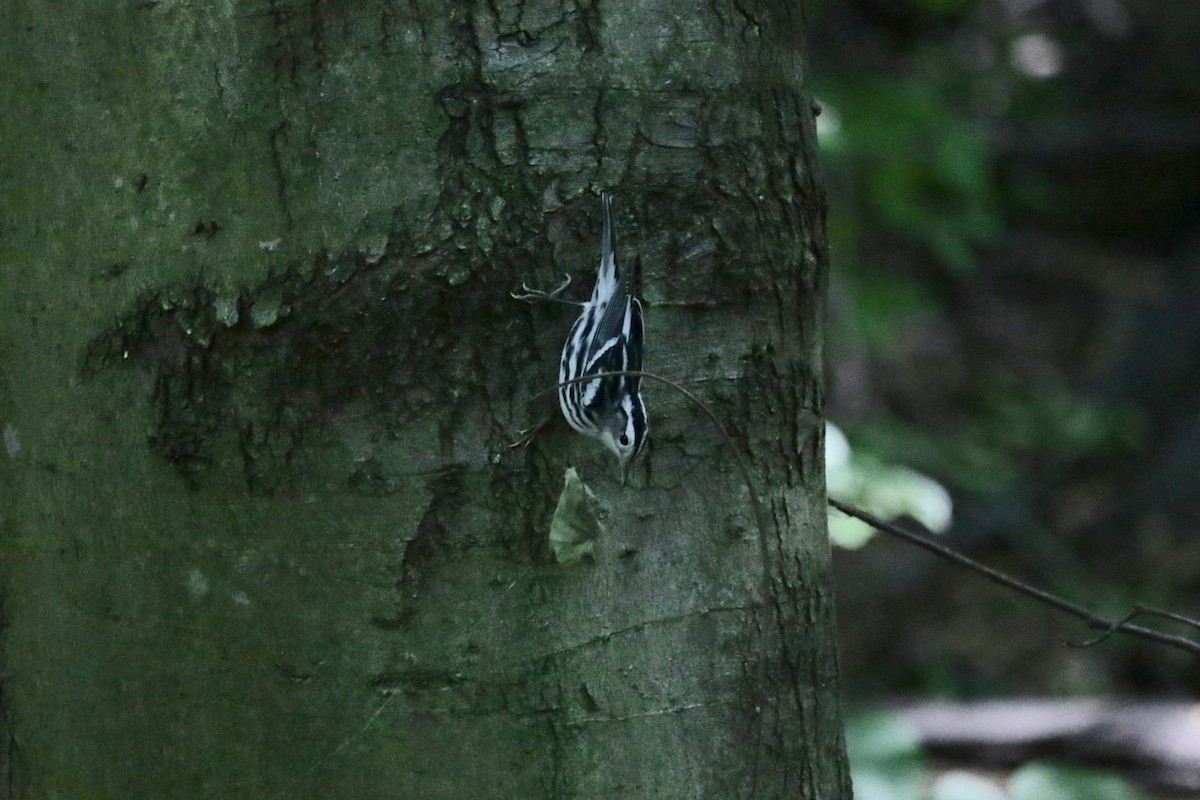 Black-and-white Warbler - ML641544170