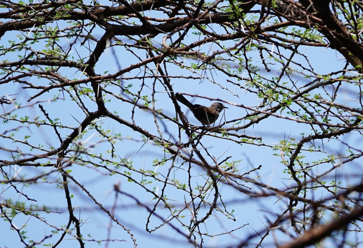 Gray Wren-Warbler - ML641544190