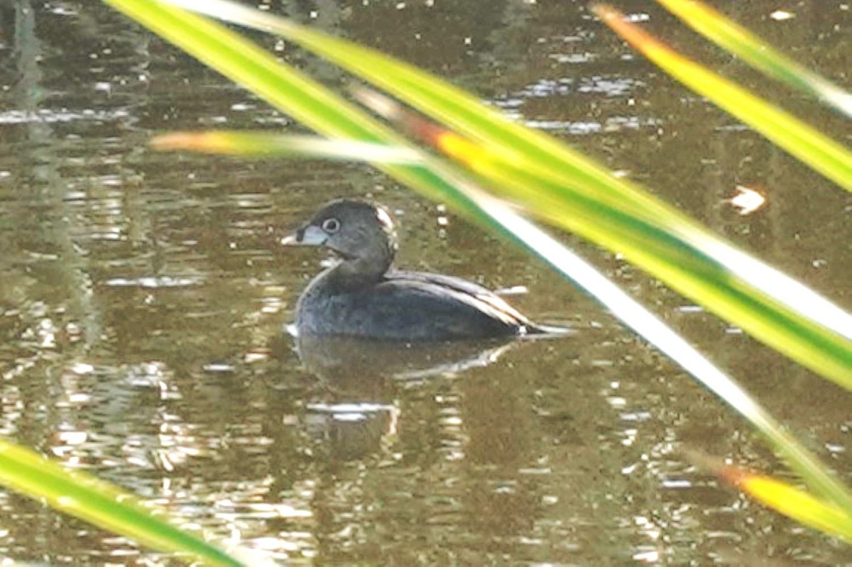 Pied-billed Grebe - ML641544191
