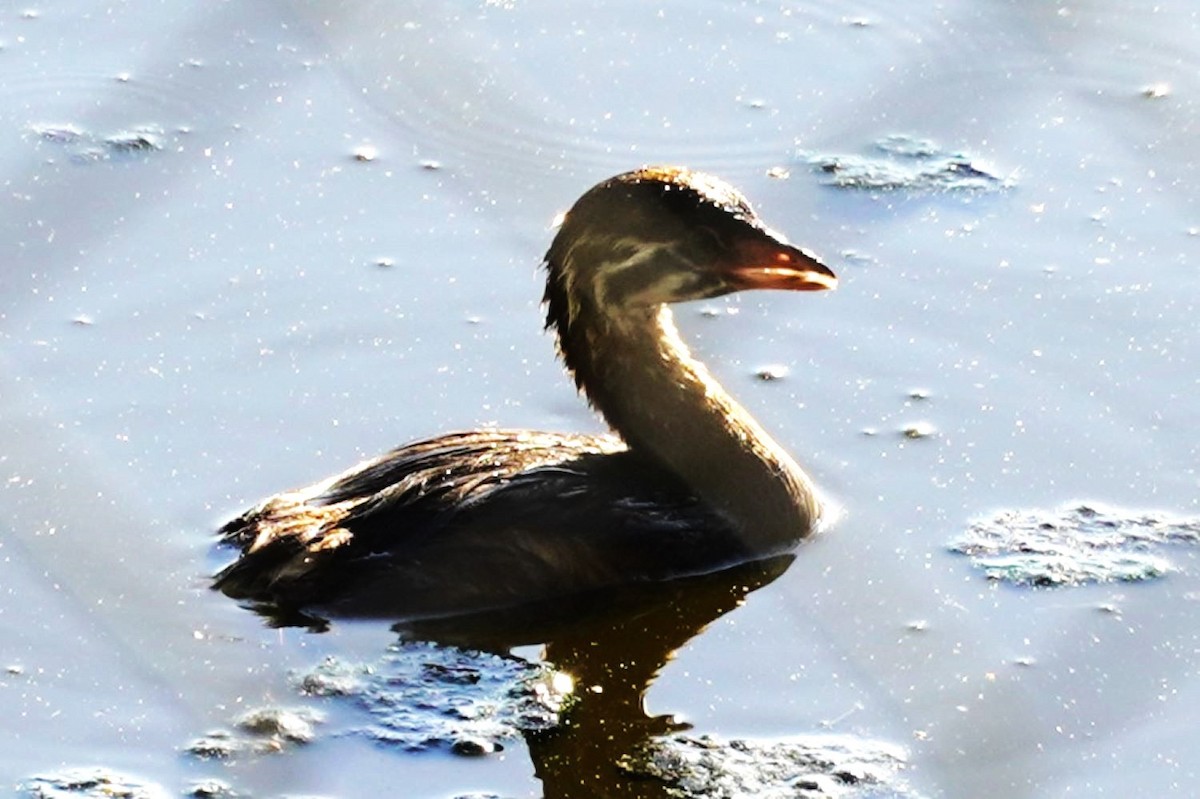 Pied-billed Grebe - ML641544194