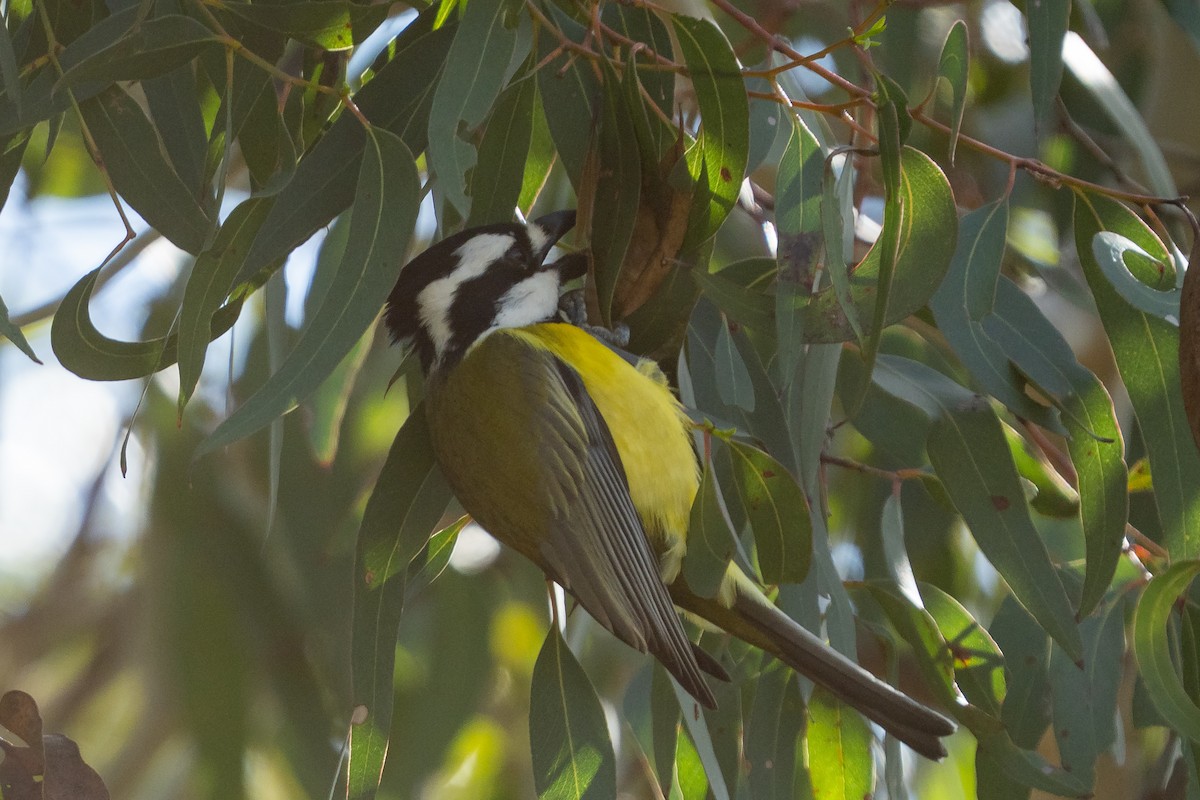 Eastern Shrike-tit - ML641544201