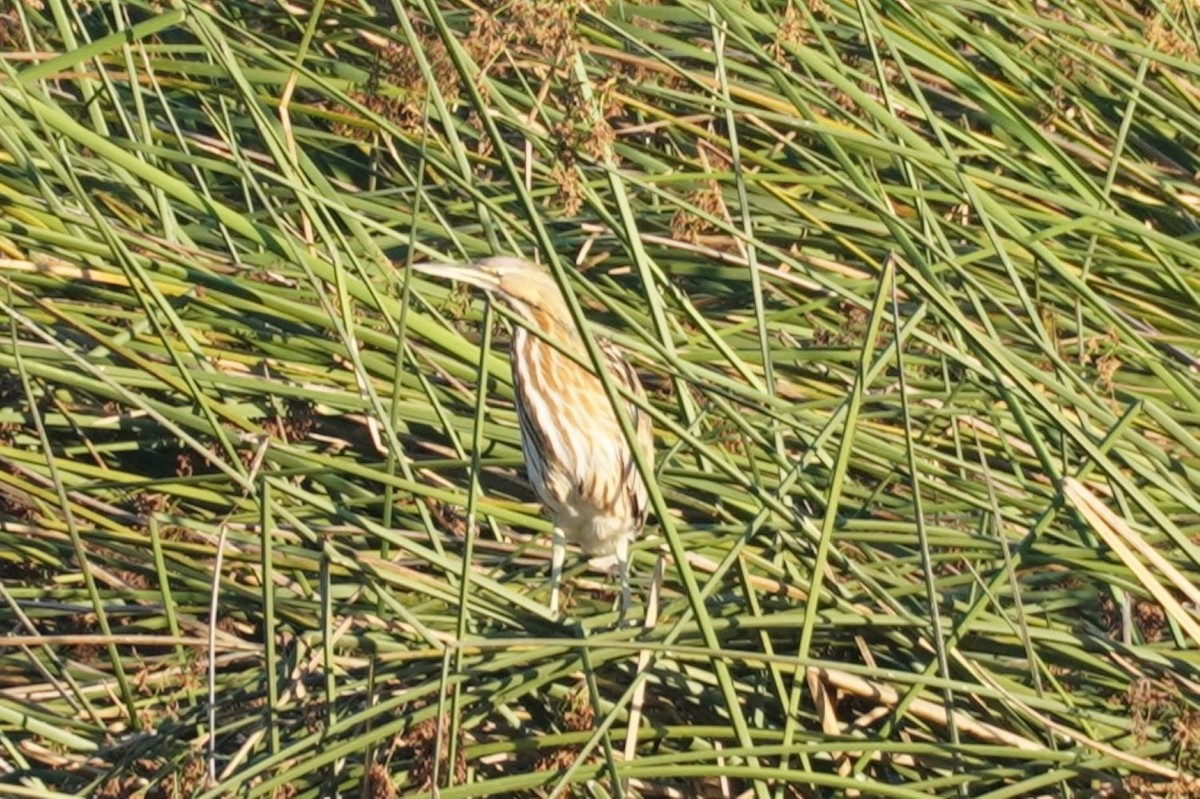 American Bittern - ML641544211