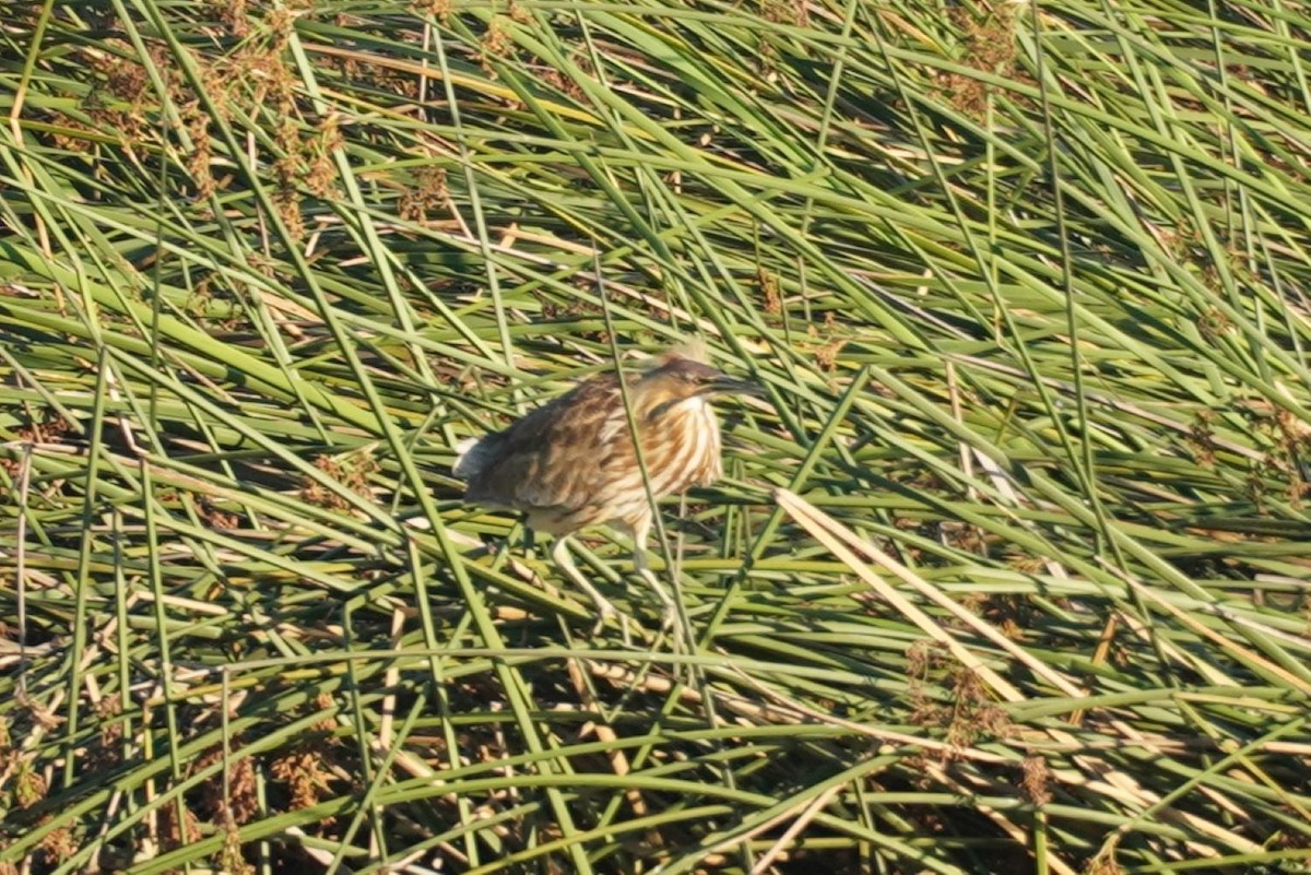 American Bittern - ML641544212