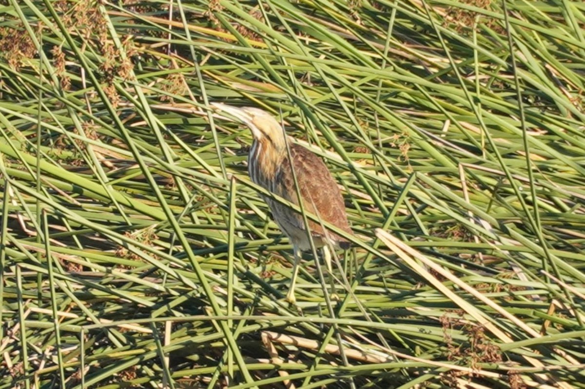 American Bittern - ML641544213