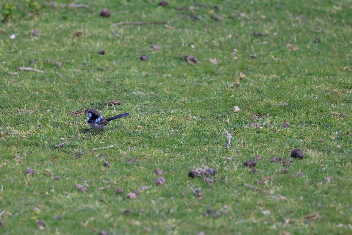 Superb Fairywren - ML641544214